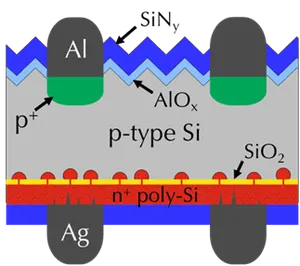 Schematic illustration of a POLO BJ cell 